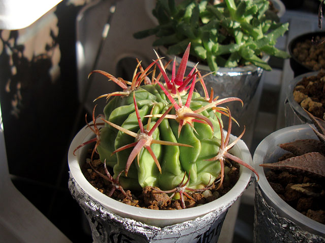 赤が目を引く多肉植物（ただしベンケイソウ科は除く） - 石と