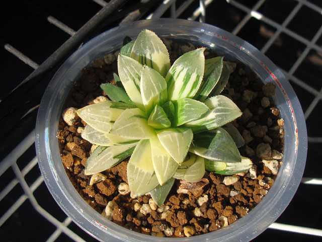 ハイデルベルゲンシス錦って何者？ - 石と多肉植物
