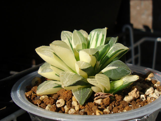 ハイデルベルゲンシス錦って何者？ - 石と多肉植物