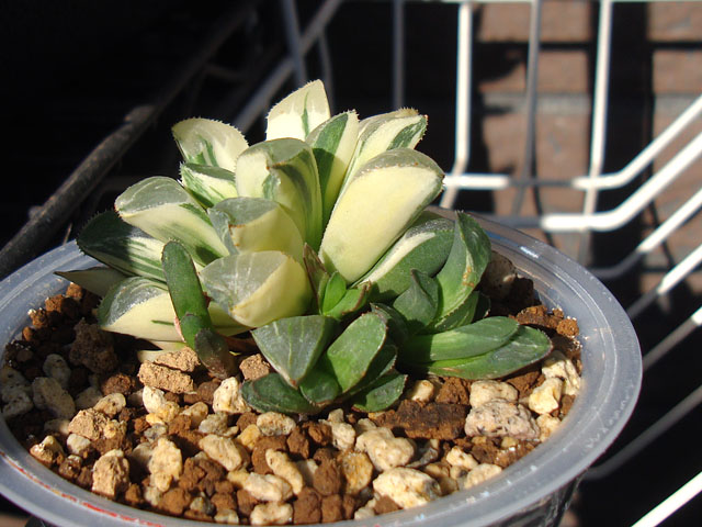 ハイデルベルゲンシス錦って何者？ - 石と多肉植物