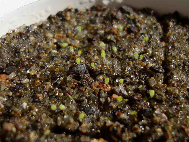 実生検証】ワインカップとブルゲリの温度による発芽率の違い（途中経過