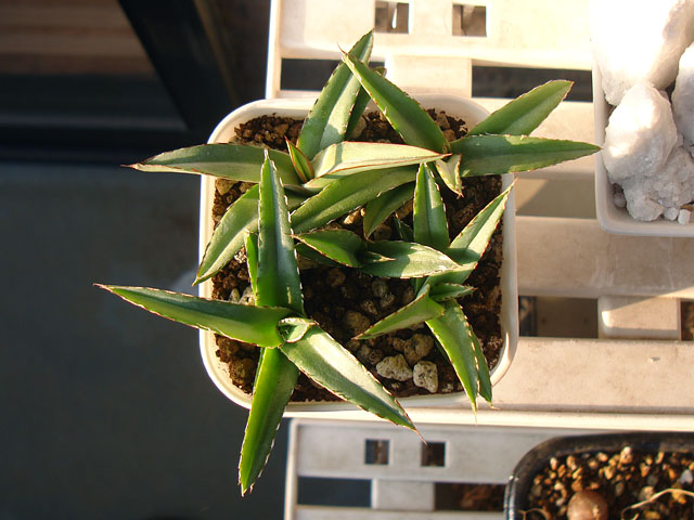 やっとペンキ模様が出てきた姫笹の雪 - 石と多肉植物