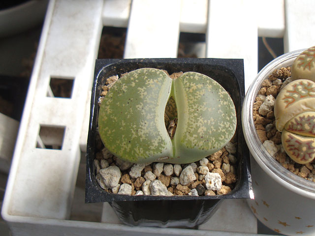 我が家のリトープス - 石と多肉植物