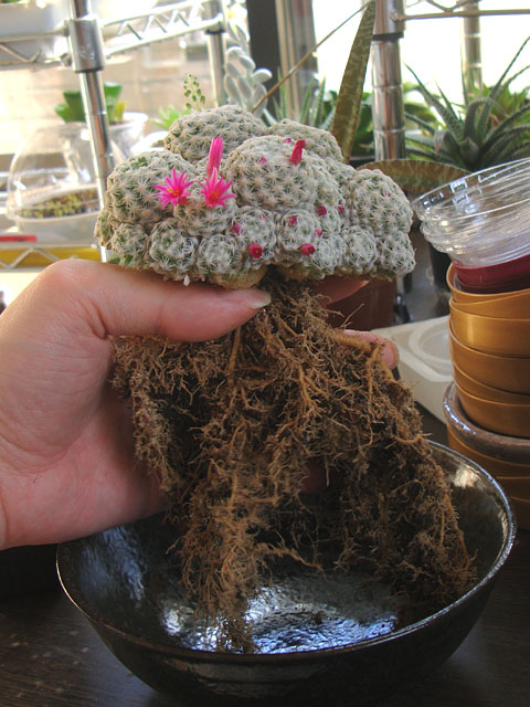 穴無し鉢に4年半植えっぱなしのサボテンを抜いてみた - 石と多肉植物