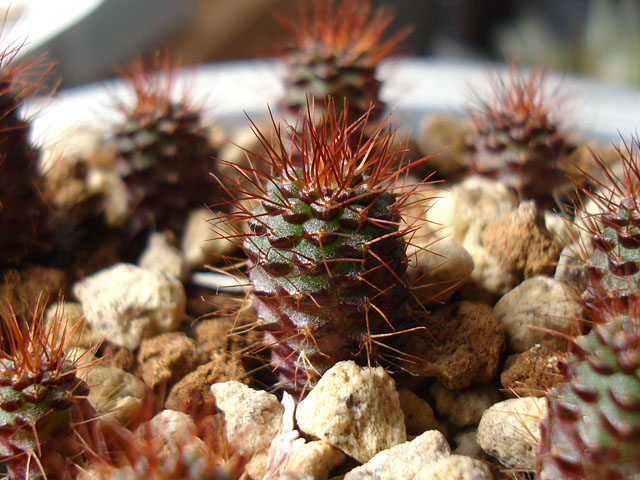 変化が出てきた実生サボテン - 石と多肉植物