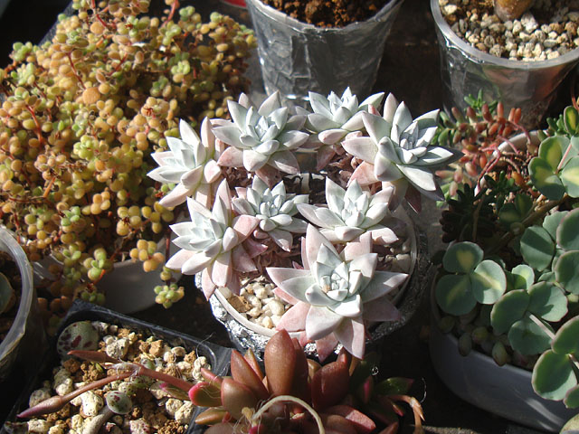 [同梱¥1180]ダドレアホワイトグリーニー　多肉　ゆうパケポスト又はmini 同梱¥1180]ダドレアホワイトグリーニー 多肉 ゆうパケポスト又はmini