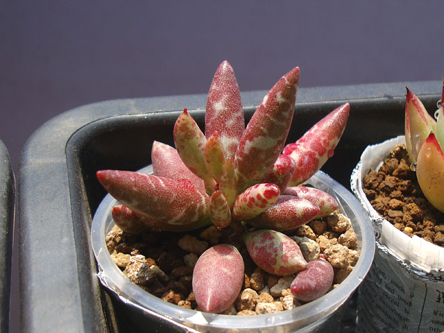 丈夫で育てやすいアドロミスクス属 - 石と多肉植物