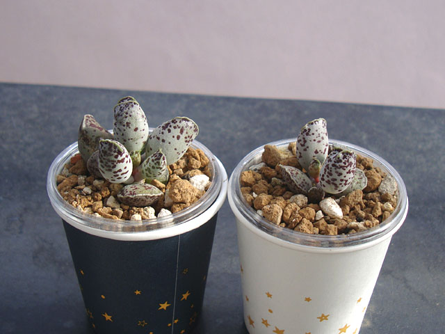 丈夫で育てやすいアドロミスクス属 - 石と多肉植物