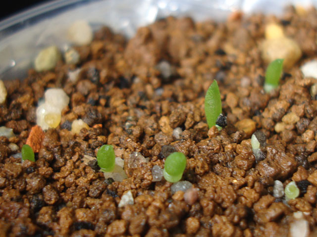 メセブリ錦の種子が発芽 - 石と多肉植物