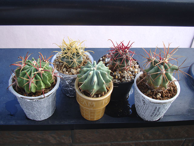 フェロカクタス日の出丸の基本情報・育て方｜多肉植物・サボテン