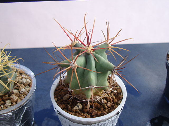【18％OFF】 じわじわと増えてきたフェロカクタス 石と多肉植物 - その他