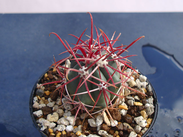 じわじわと増えてきたフェロカクタス - 石と多肉植物