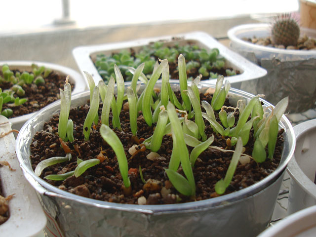 2024年春蒔きの実生苗の様子 - 石と多肉植物