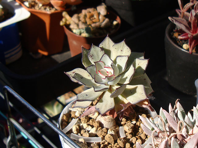 少数精鋭のエケベリア - 石と多肉植物