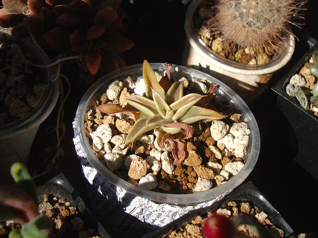 少数精鋭のエケベリア - 石と多肉植物