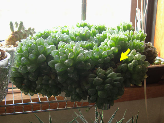 ハオルチアを植え替えずに育て続けた結果 - 石と多肉植物