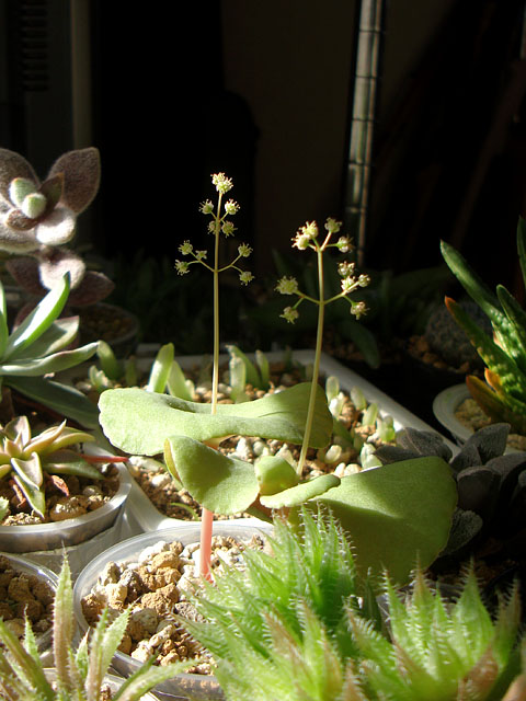 ワインカップが満開 - 石と多肉植物