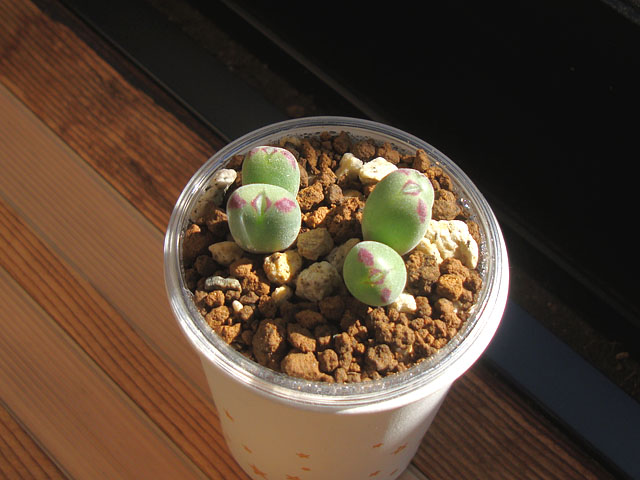 Conophytum lithopsoides 'kennedyi' : conocono's コノフィツム モノ