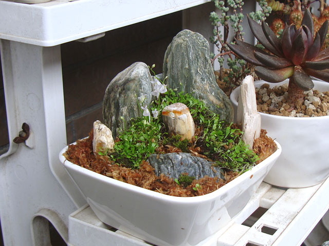 ウサギゴケひと段落 - 石と多肉植物