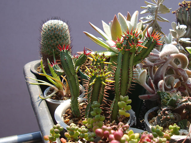 ユーフォルビアの交配 - 石と多肉植物 ユーフォルビアの交配 - 石と多肉植物
