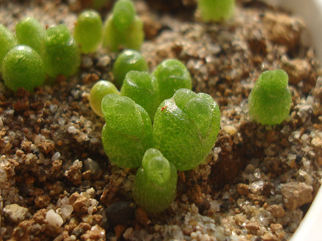 コノフィツム　１年苗　実生　写真の苗から１種につき２株ずつのぞいた全量 多肉植物 コノフィツム ラツム 1cm以上 抜き苗 1点｜Yahoo!フリマ（旧