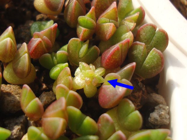 動き始めた小さな実生苗 - 石と多肉植物