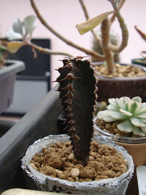 変わったユーフォルビアが増えてきた - 石と多肉植物