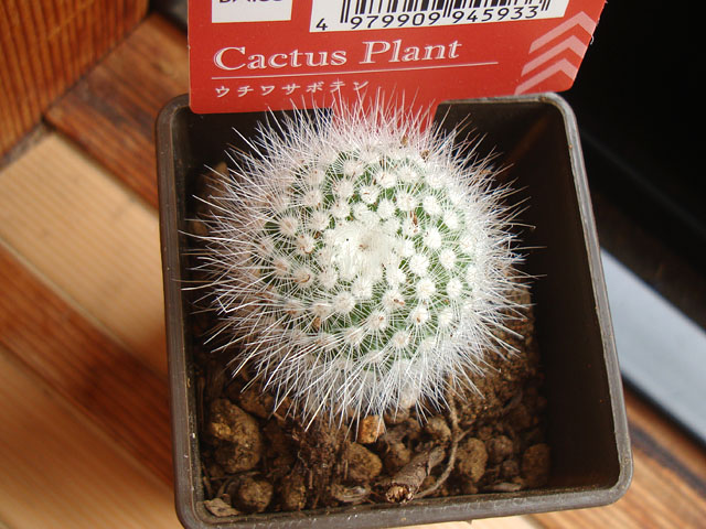 ダイソーで欲しかった白閃小町を発見（おまけ付き） - 石と多肉植物