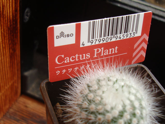 ダイソーで欲しかった白閃小町を発見（おまけ付き） - 石と多肉植物