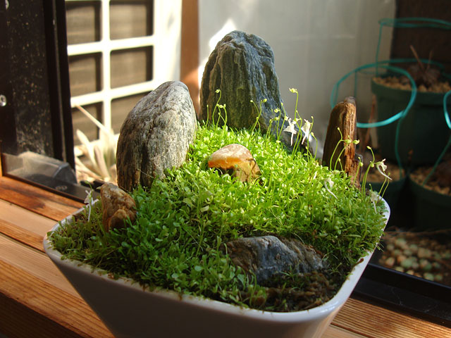 8月なのにウサギゴケが開花 - 石と多肉植物