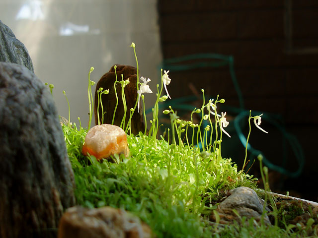 8月なのにウサギゴケが開花 - 石と多肉植物