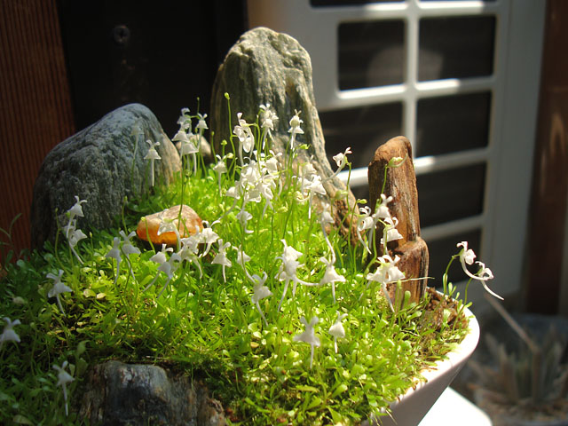 厳しい夏でしたが、あと少しの我慢です - 石と多肉植物