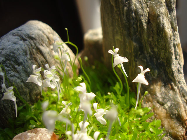 コノフィツム　ヤンギ　白花 厳しい夏でしたが、あと少しの我慢です - 石と多肉植物