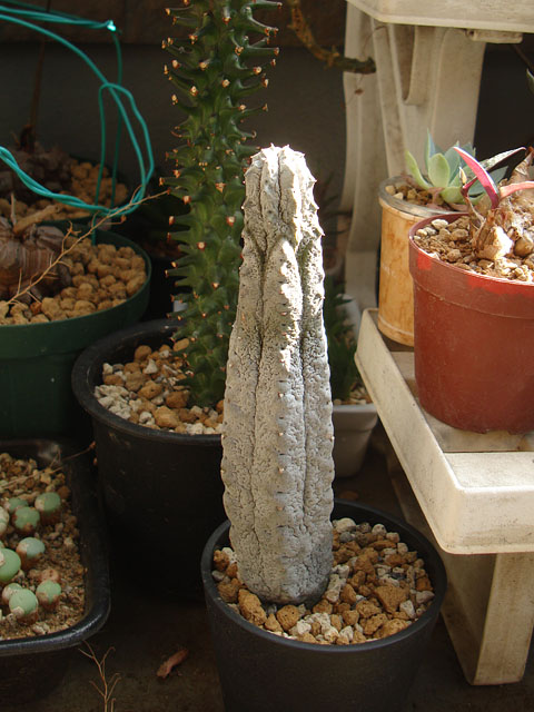 厳しい夏でしたが、あと少しの我慢です - 石と多肉植物