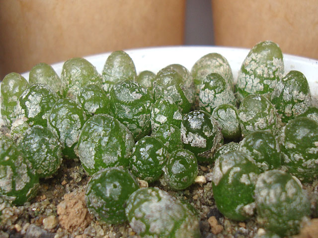 2024年春蒔きのブルゲリの植え替え - 石と多肉植物