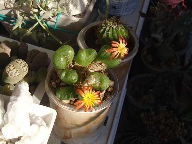 キワモノ感あふれる個性的なコノフィツム - 石と多肉植物