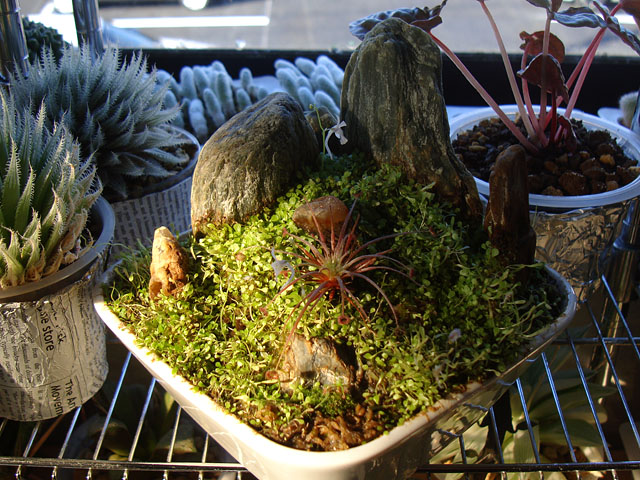 ウサギゴケの捕虫袋 - 石と多肉植物