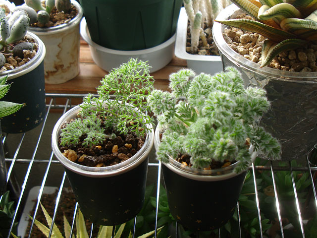 塊根植物を小苗からのんびり育ててみる - 石と多肉植物