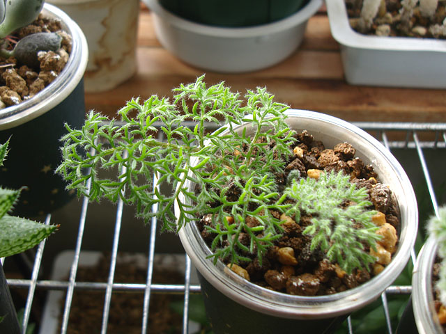 塊根植物を小苗からのんびり育ててみる - 石と多肉植物