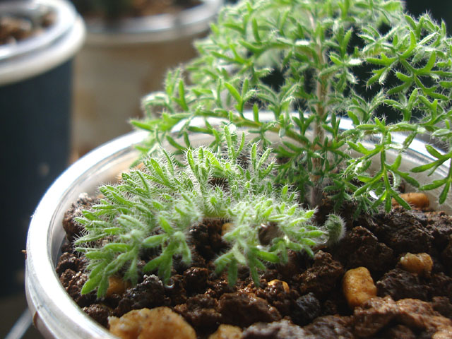 塊根植物を小苗からのんびり育ててみる - 石と多肉植物