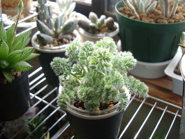 塊根植物を小苗からのんびり育ててみる - 石と多肉植物
