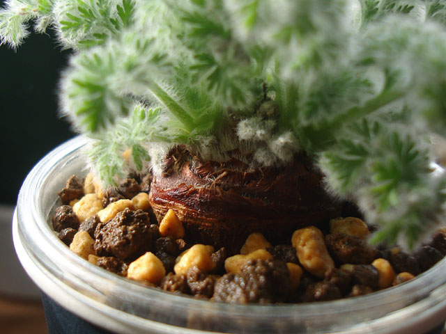 塊根植物を小苗からのんびり育ててみる - 石と多肉植物