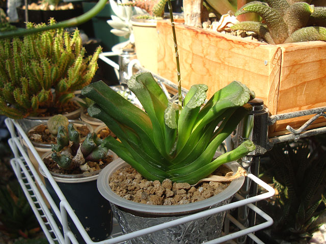 ハオルチアが自家受粉していた話 - 石と多肉植物