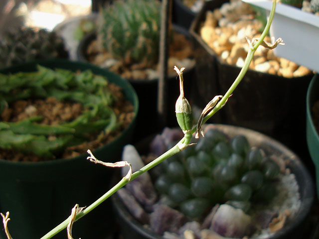 13A ハオルチア 多肉植物 乱紋雲窓コレクタ実生 自家繁殖 Yahoo