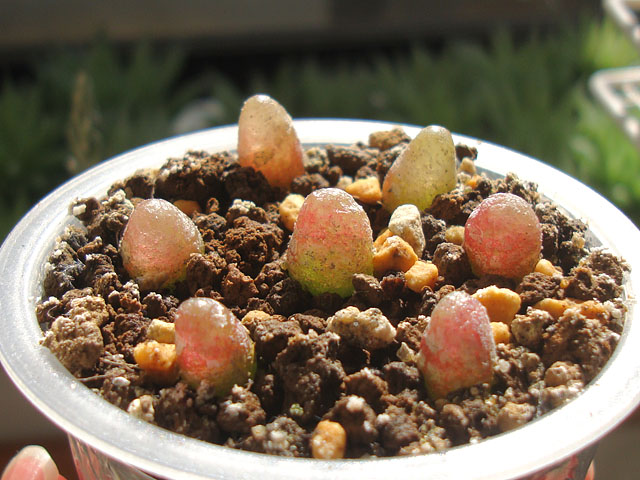 キワモノ感あふれる個性的なコノフィツム - 石と多肉植物