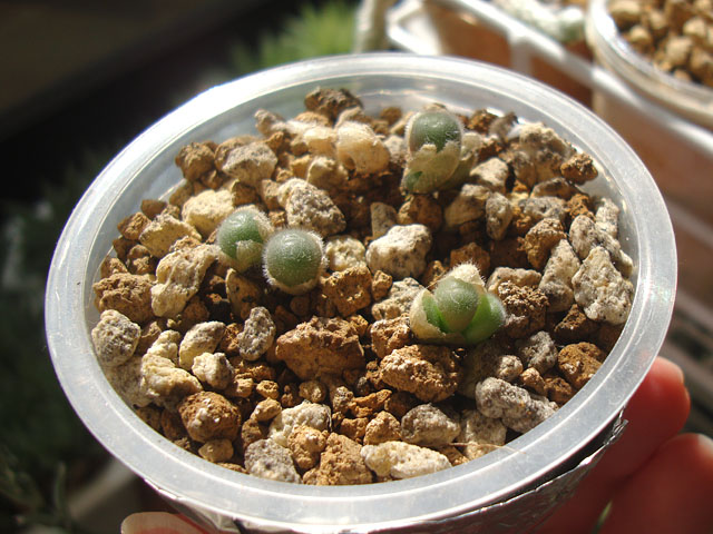 キワモノ感あふれる個性的なコノフィツム - 石と多肉植物
