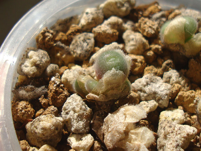 キワモノ感あふれる個性的なコノフィツム - 石と多肉植物