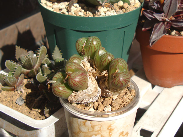 キワモノ感あふれる個性的なコノフィツム - 石と多肉植物