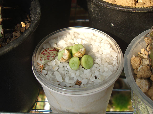 キワモノ感あふれる個性的なコノフィツム - 石と多肉植物