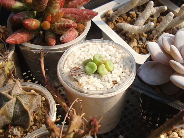 キワモノ感あふれる個性的なコノフィツム - 石と多肉植物
